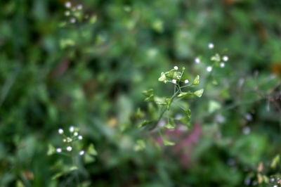 Close-up of plants against blurred background