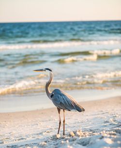 Gray heron on beach against sky during sunset