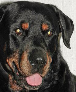 Close-up portrait of a dog