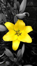 Close-up of yellow flowering plant