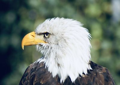 Close-up of eagle against blurred background