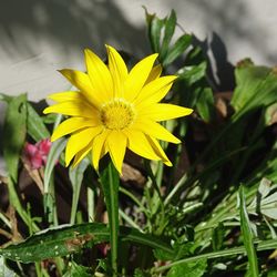 Close-up of yellow flowering plant