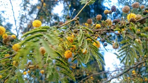 Low angle view of fruits on tree