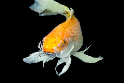 Close-up of fish swimming in sea