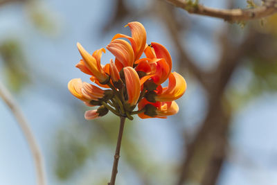 Close-up of orange rose flower