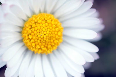 Close-up of white daisy flower