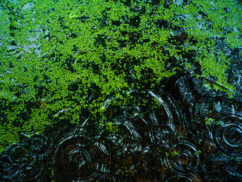 Full frame shot of tree by lake