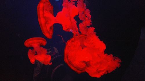 Close-up of orange jellyfish in sea