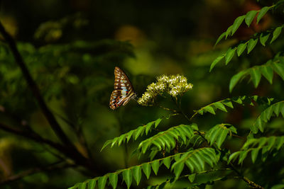 Close-up of butterfly on plant