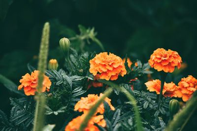 Close-up of orange flowers