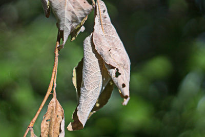 Close-up of a bird