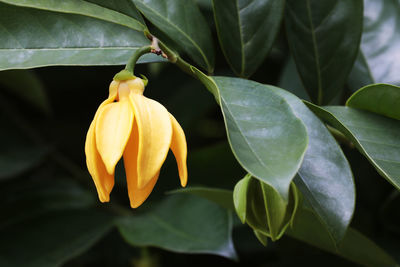 Close-up of yellow flowering plant