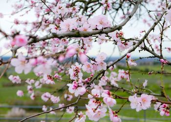 Close-up of pink cherry blossoms in spring