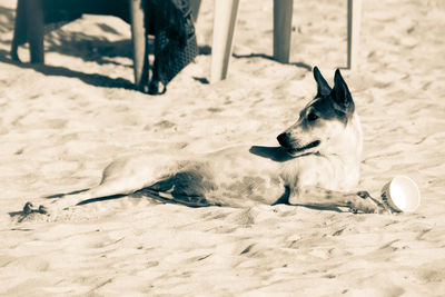 Dog lying on the beach