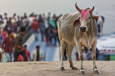 Portrait of cow standing on street against sky