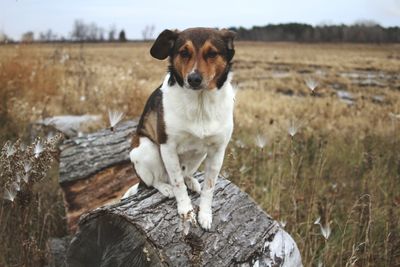 Portrait of dog standing on field