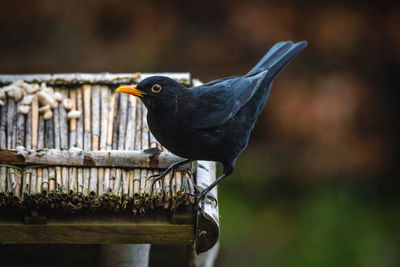 Close-up of blackbird perching on wood