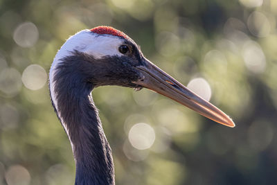 Close-up of bird