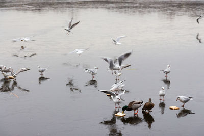 High angle view of swans swimming in lake during the winter months 