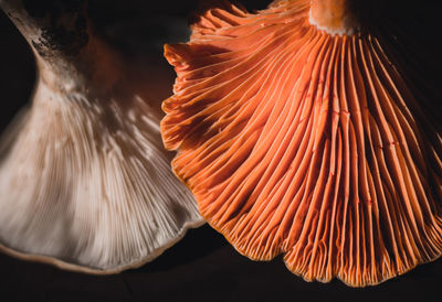 Close-up of orange leaf in sea