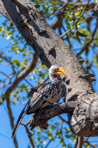 Low angle view of bird perching on branch