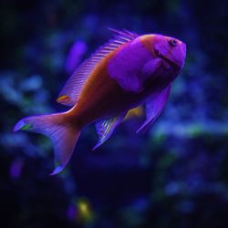 Close-up of fish swimming in sea