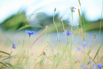 Close-up of purple flowering plants on land