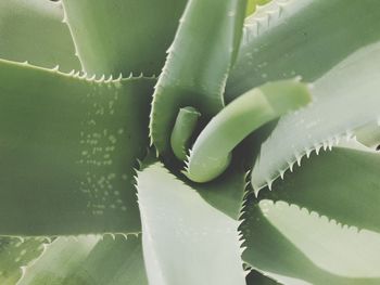 Close-up of succulent plant