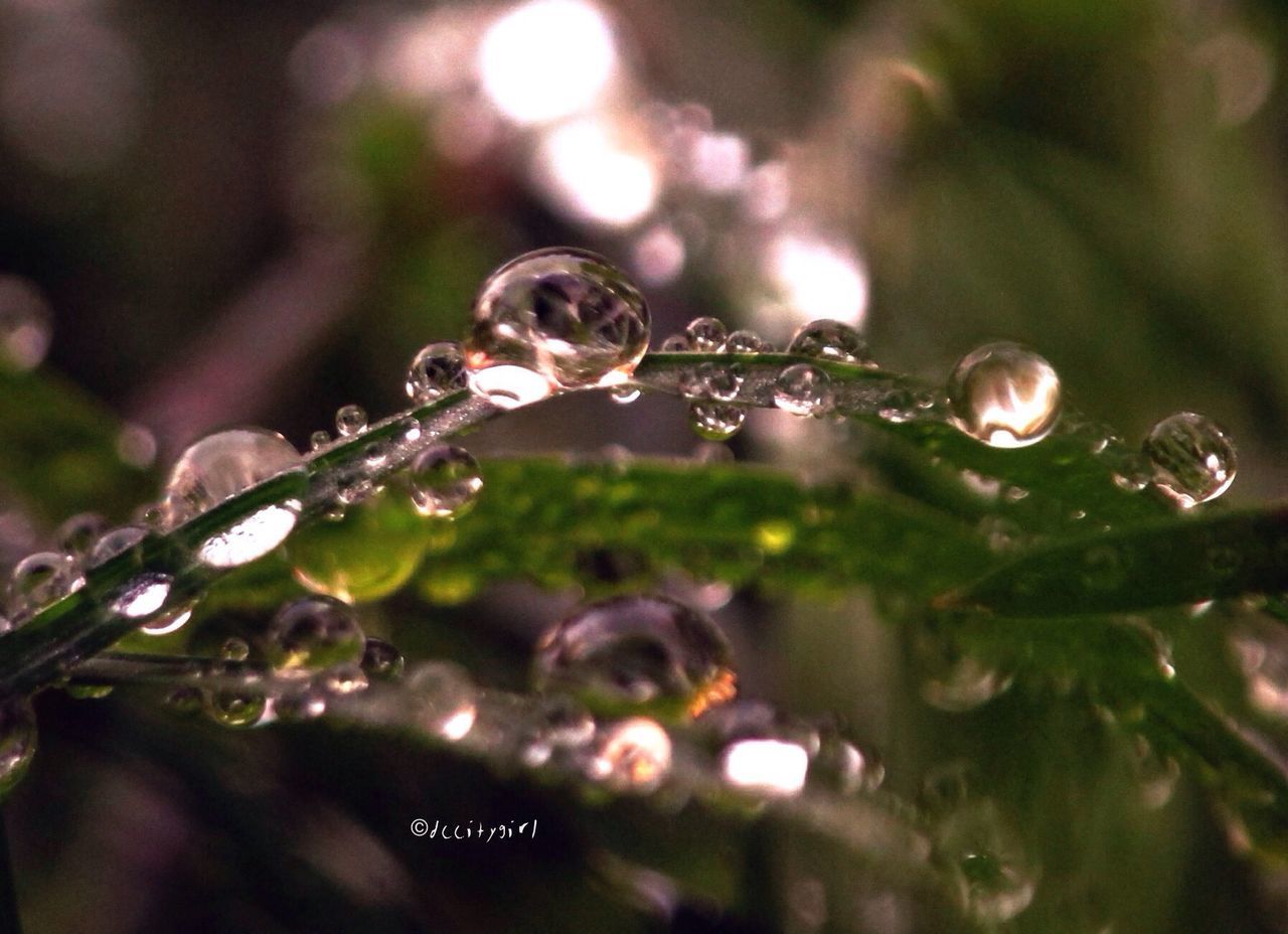 focus on foreground, close-up, drop, water, growth, twig, nature, branch, freshness, plant, fragility, spider web, wet, selective focus, beauty in nature, dew, tree, day, leaf, stem