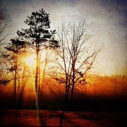 Silhouette of trees on landscape at sunset