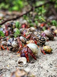 Close-up of crab on land