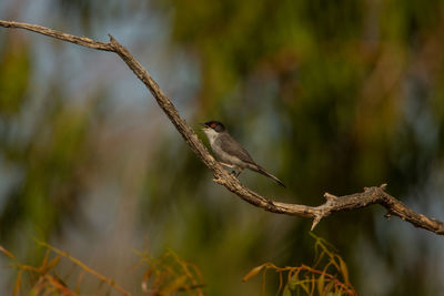 Close-up of bird perching on branch
