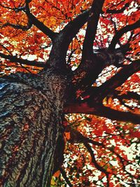 Low angle view of tree