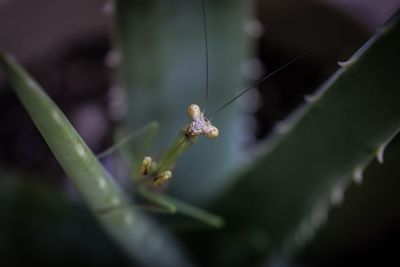 Close-up of insect on plant