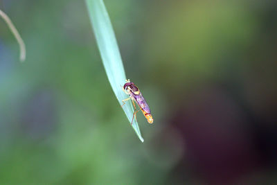 Close-up of hoverfly on leaf