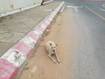 High angle view of dog on road