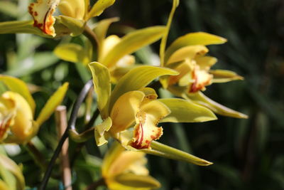 Close-up of yellow flowering plant