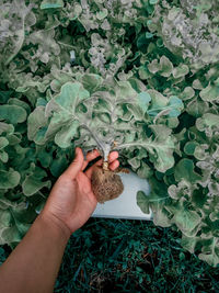 High angle view of hand holding flower