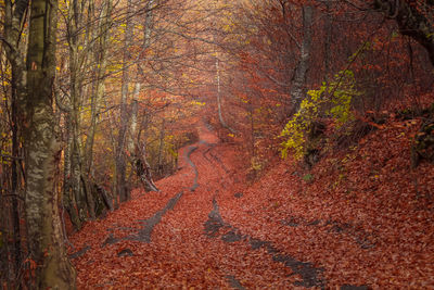 Trees growing in forest during autumn