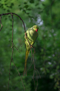 Bird perching on a branch
