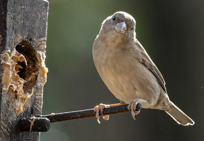 Close-up of bird perching on wood