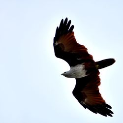 Low angle view of a bird flying