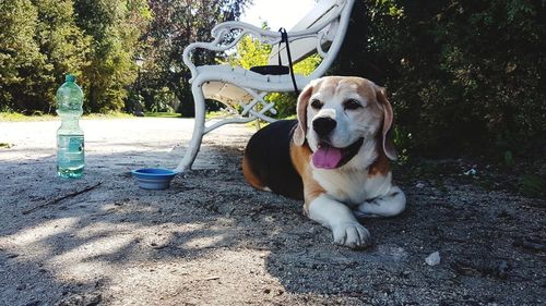 Dog looking away while sitting on tree