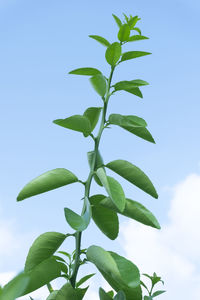 Low angle view of plant against sky