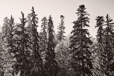 Low angle view of pine trees against sky