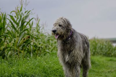 Dog on field