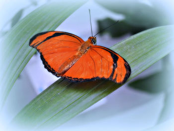Close-up of butterfly on leaf