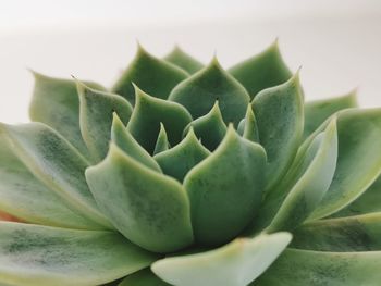 Close-up of succulent plant