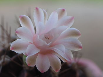 Close-up of pink flower