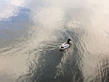 High angle view of duck swimming on lake